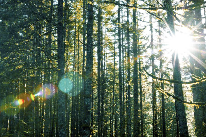 Surf-Camps-Surfing-Holiday-Moliets-Forest-707x471
